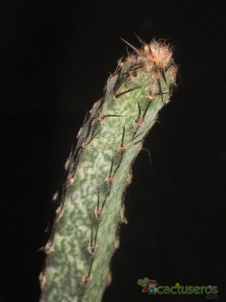 Una foto de Cereus spegazzinii