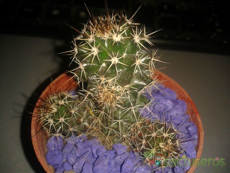 Una foto de Mammillaria voburnensis ssp. voburnensis