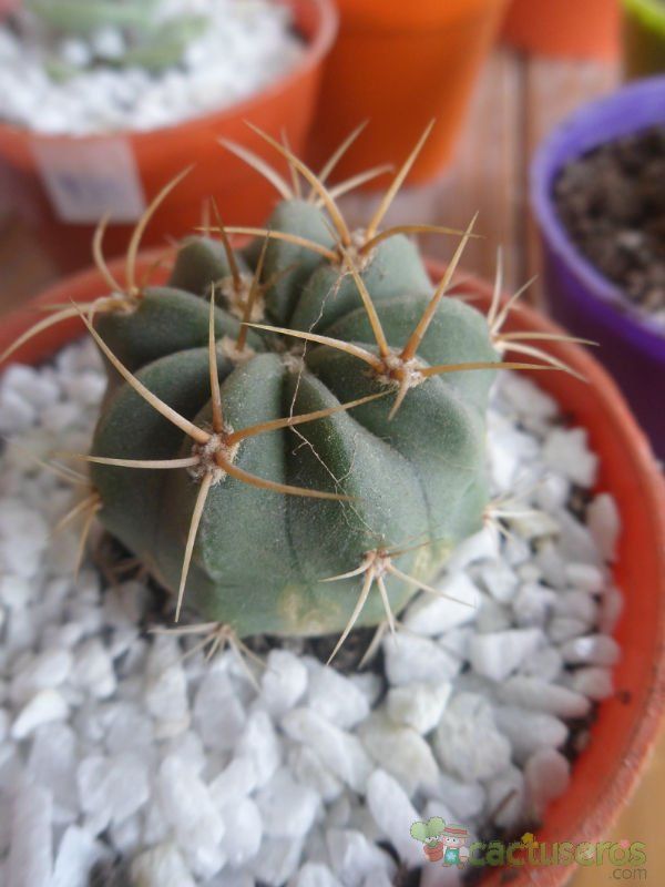 Una foto de Denmoza rhodacantha