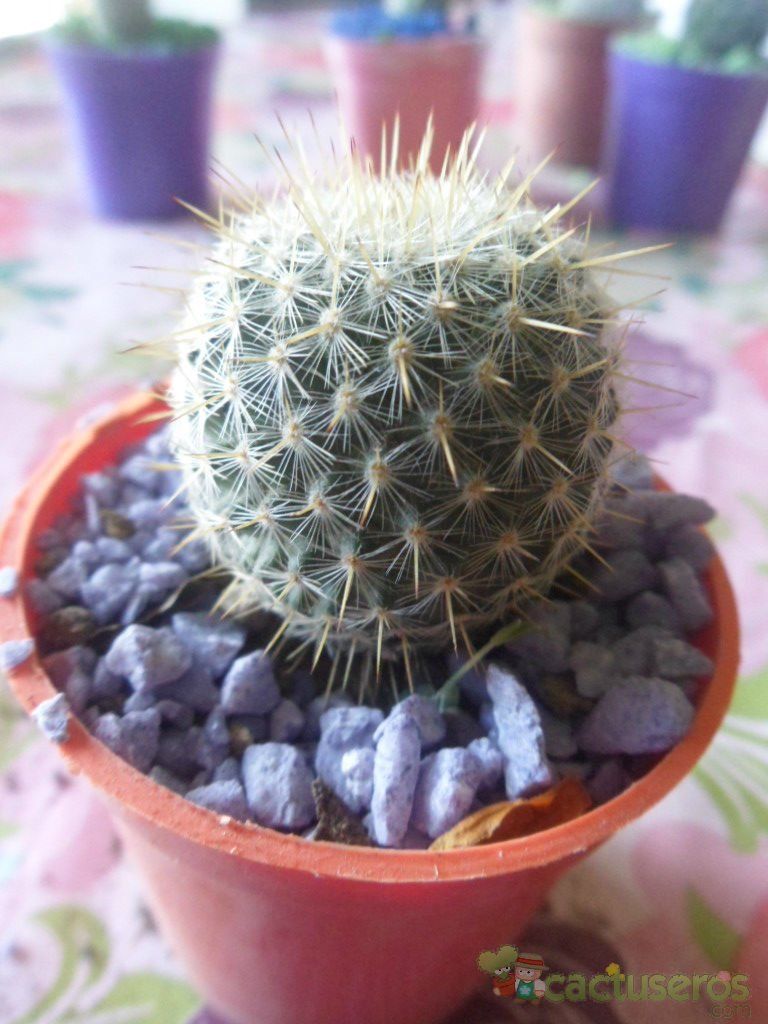 Una foto de Mammillaria muehlenpfordtii