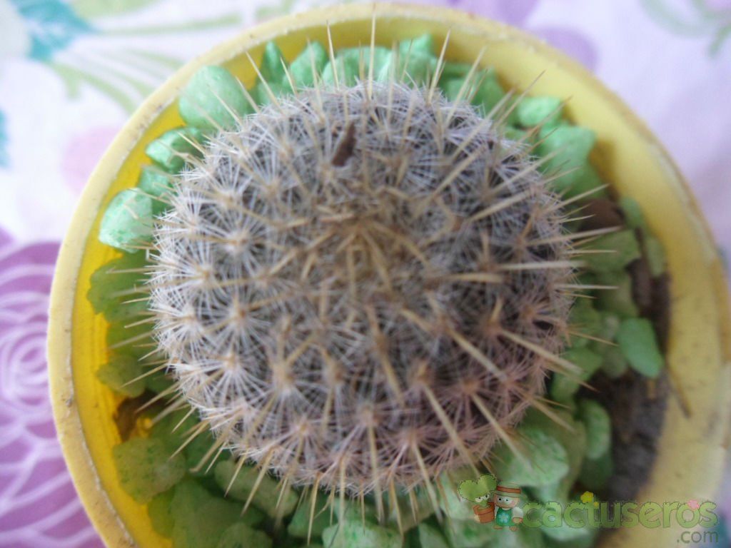 Una foto de Mammillaria muehlenpfordtii