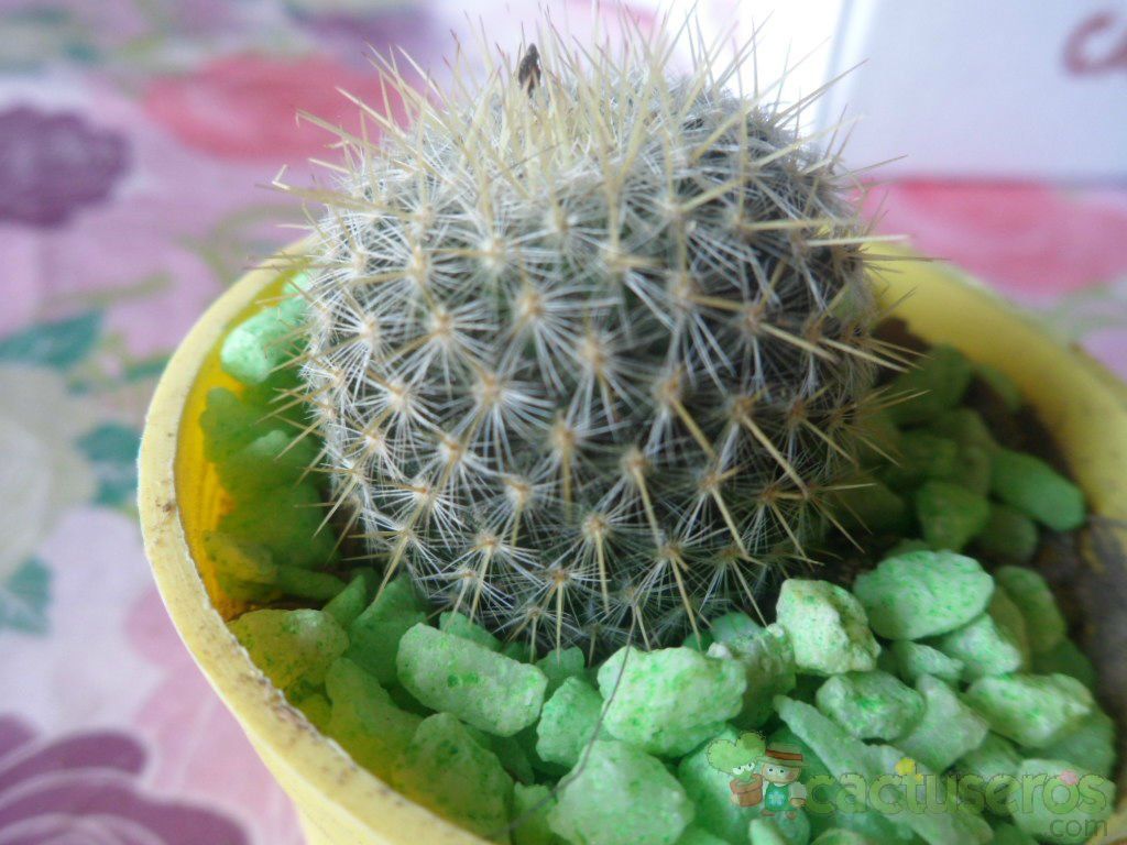 Una foto de Mammillaria muehlenpfordtii