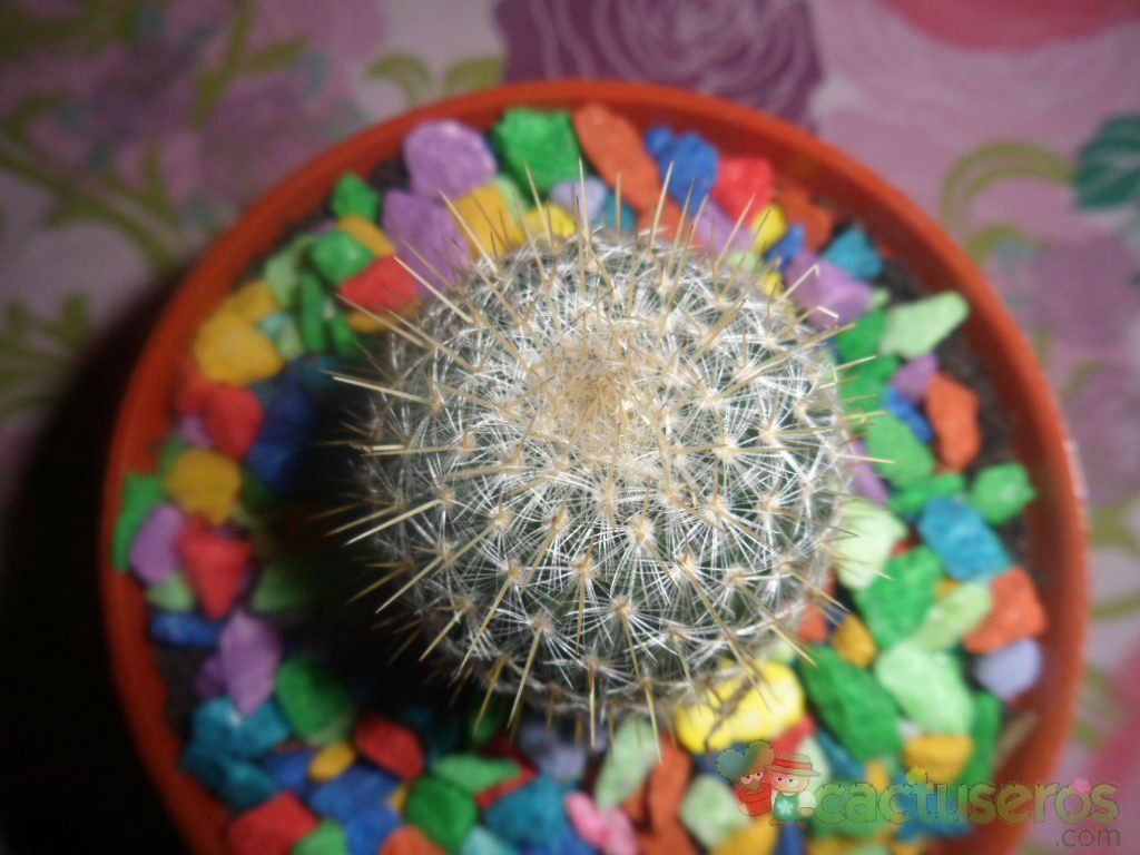 Una foto de Mammillaria muehlenpfordtii
