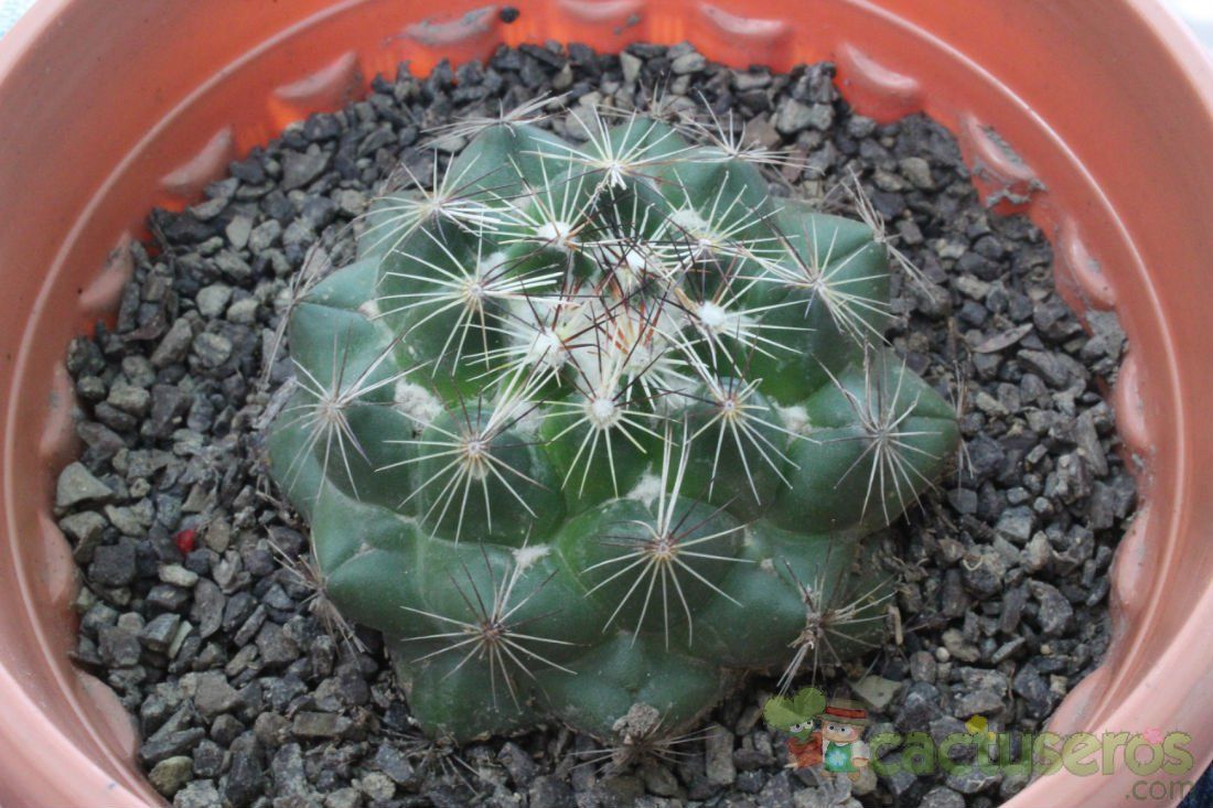A photo of Coryphantha nickelsiae