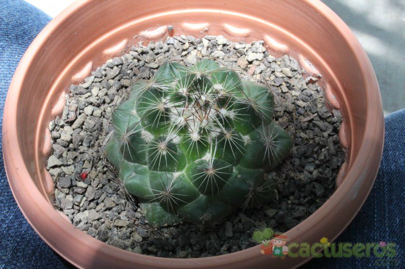 A photo of Coryphantha nickelsiae