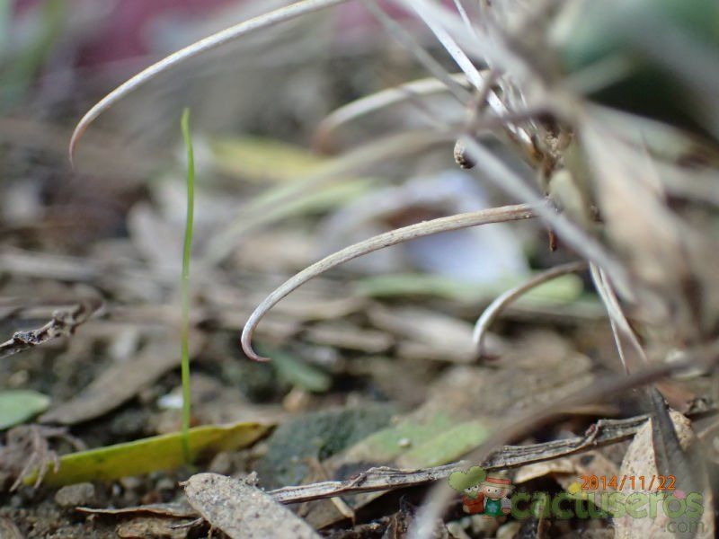 Una foto de Sclerocactus scheeri