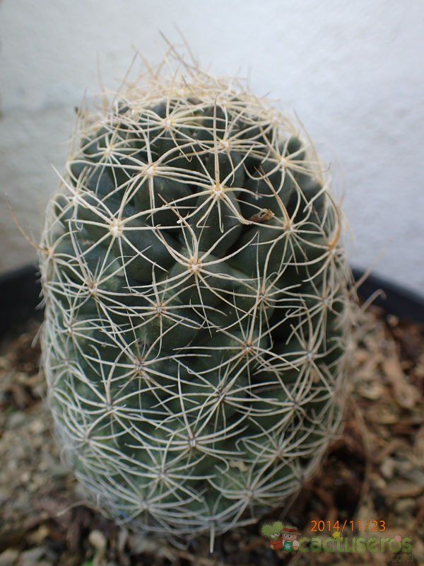 Una foto de Escobaria missouriensis subsp. asperispina