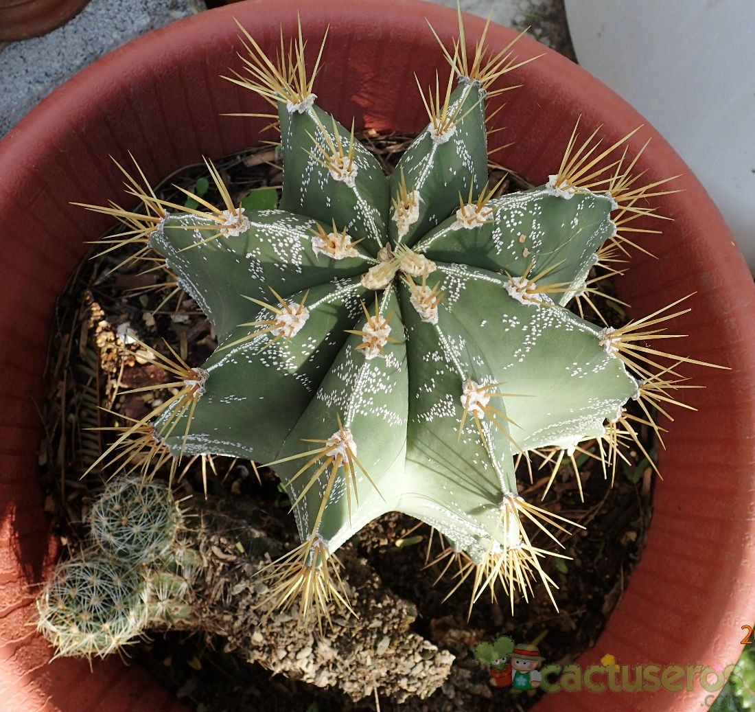 A photo of Astrophytum ornatum