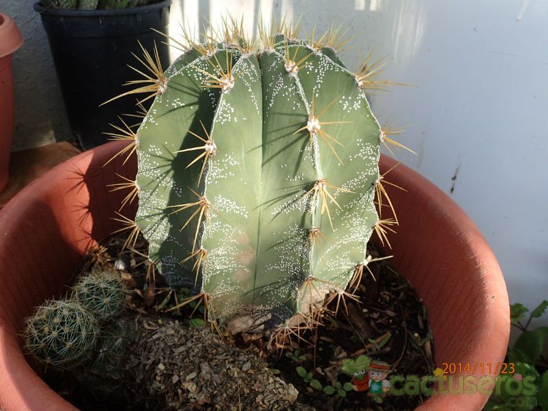 A photo of Astrophytum ornatum