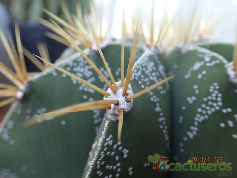 A photo of Astrophytum ornatum