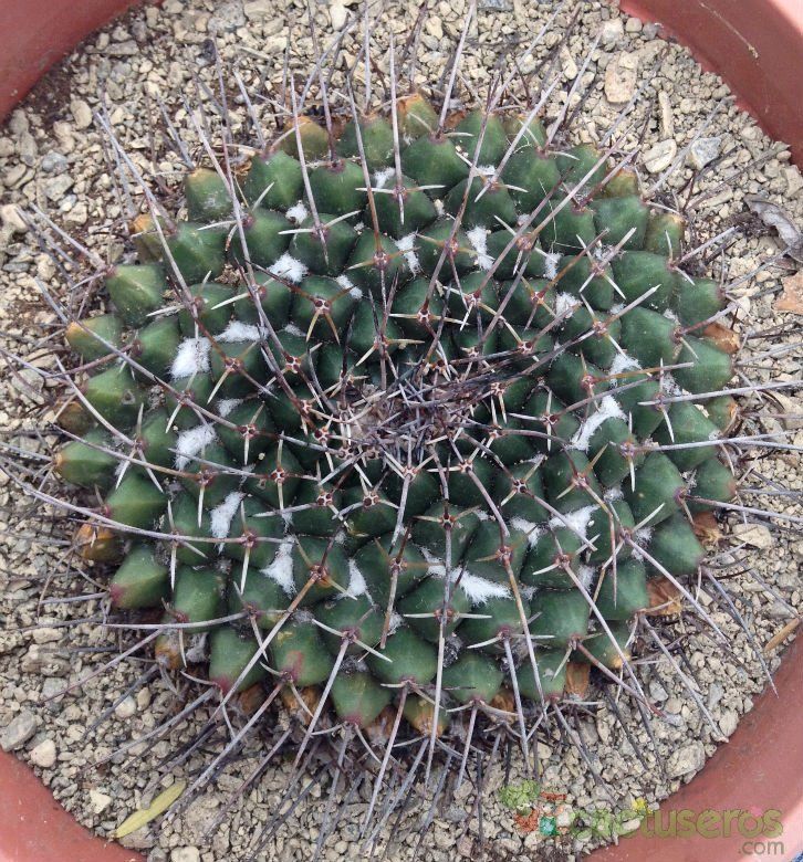 A photo of Mammillaria carnea