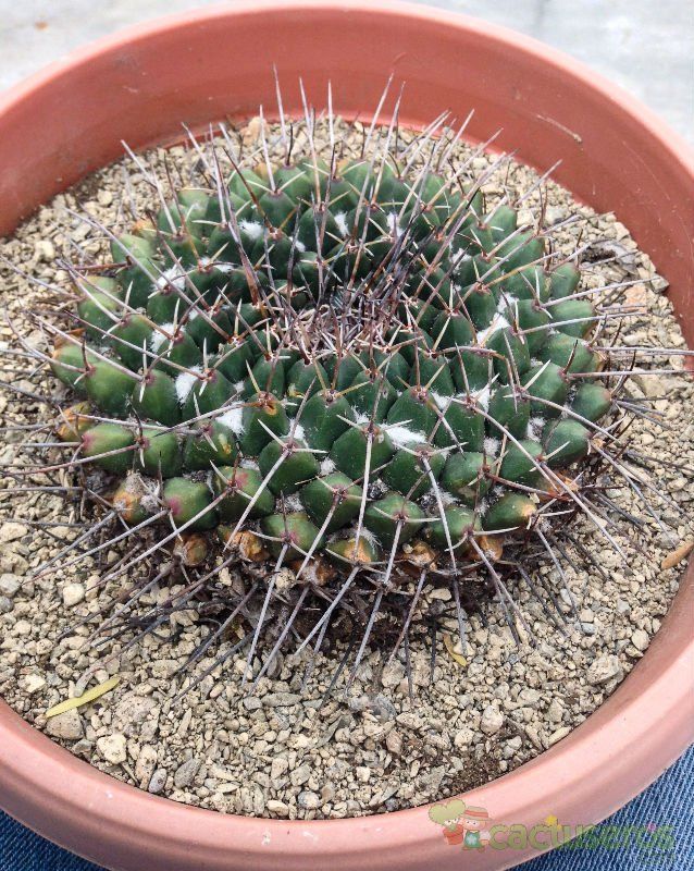 A photo of Mammillaria carnea