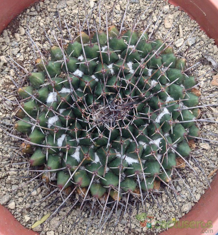 A photo of Mammillaria carnea
