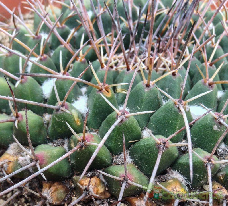 A photo of Mammillaria carnea