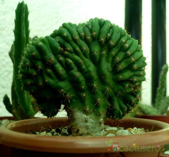 A photo of Echinopsis pachanoi fma. crestada