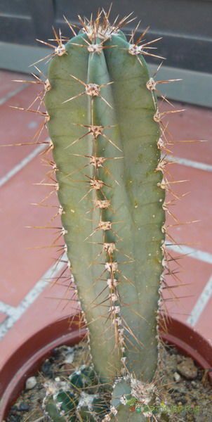A photo of Cereus hildmannianus