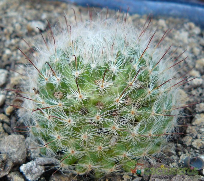 A photo of Mammillaria bocasana ssp. bocasana