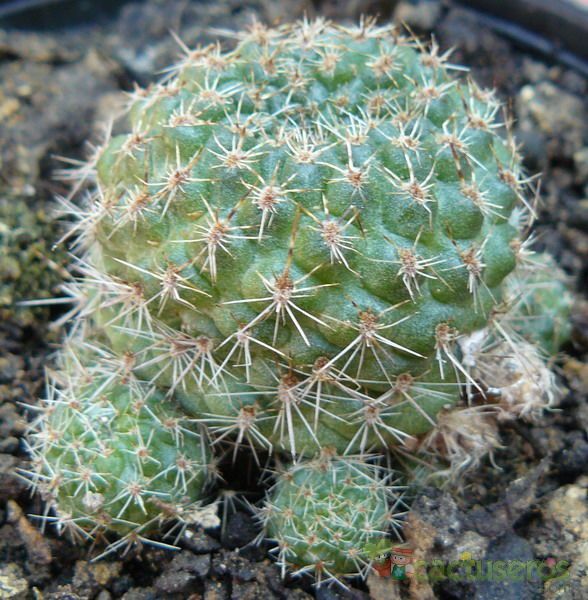 A photo of Sulcorebutia torotorensis