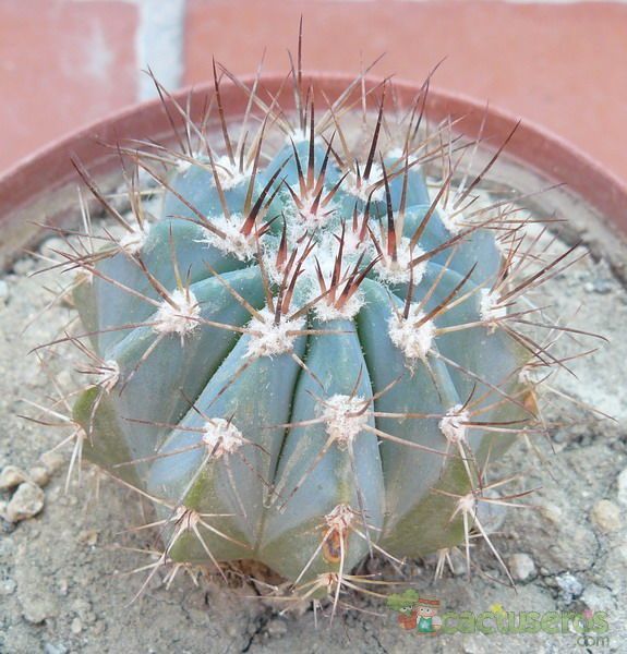 A photo of Melocactus azureus