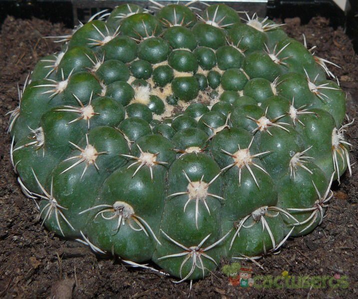 A photo of Parodia crassigibba