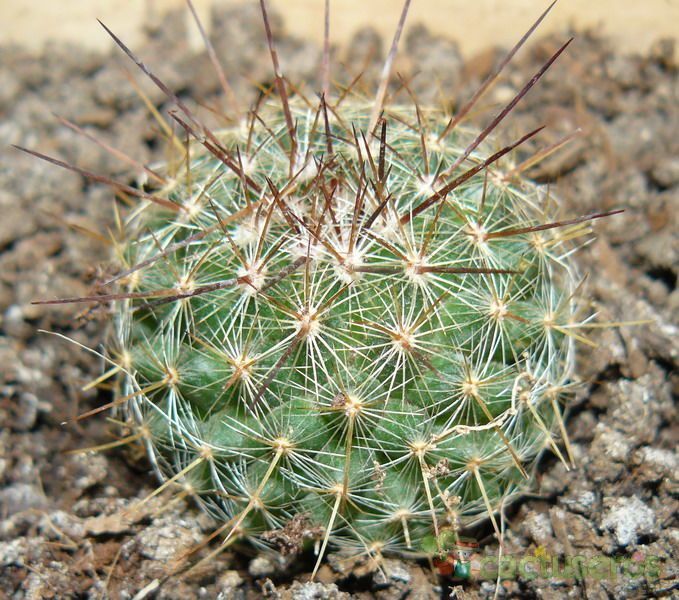 A photo of Mammillaria varieaculeata