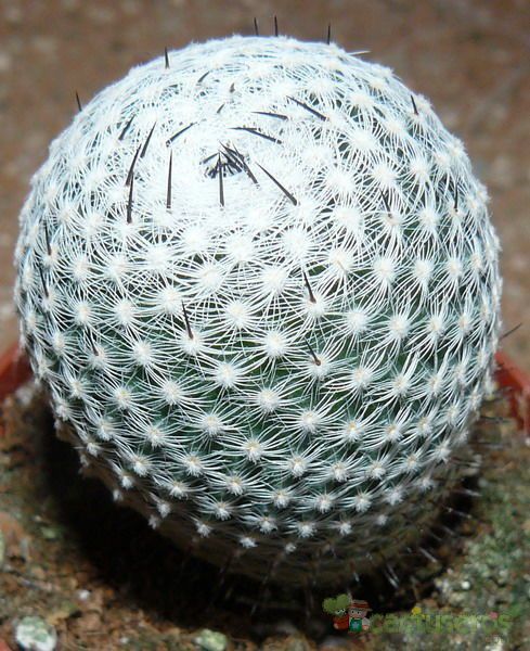 A photo of Mammillaria albilanata ssp. albilanata