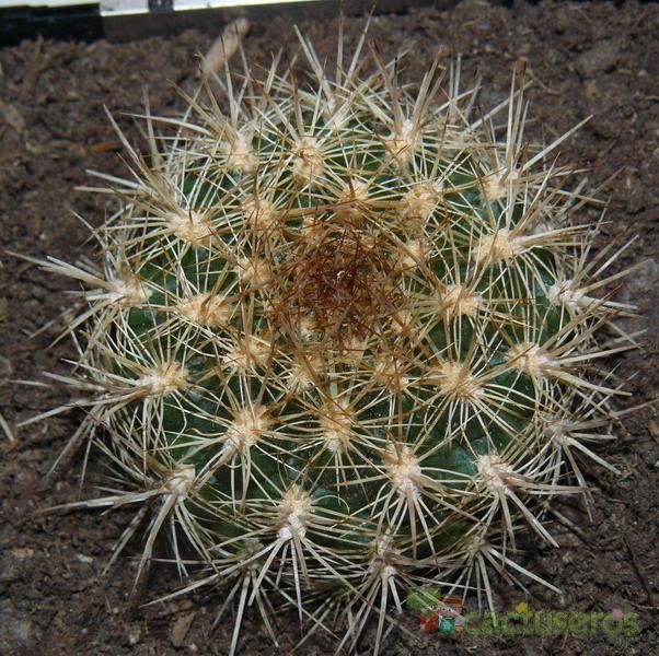 Una foto de Weingartia neocumingii