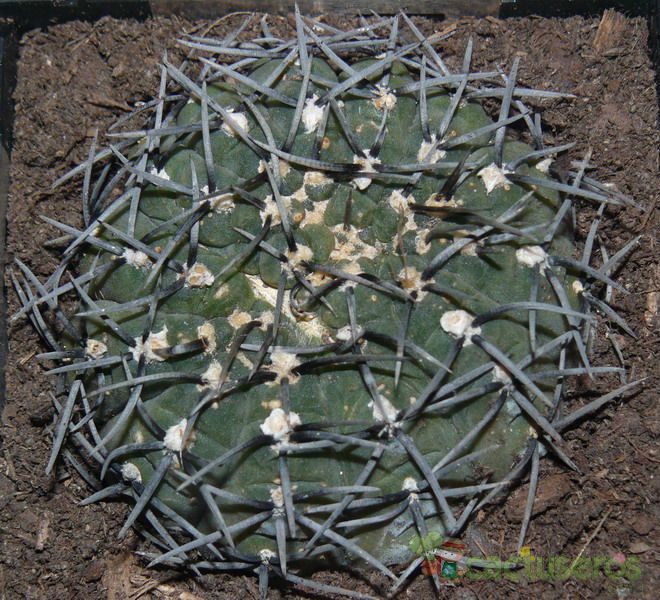 A photo of Gymnocalycium bodenbenderianum