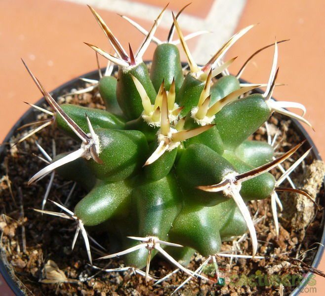 A photo of Echinocereus fendleri var. kuenzleri
