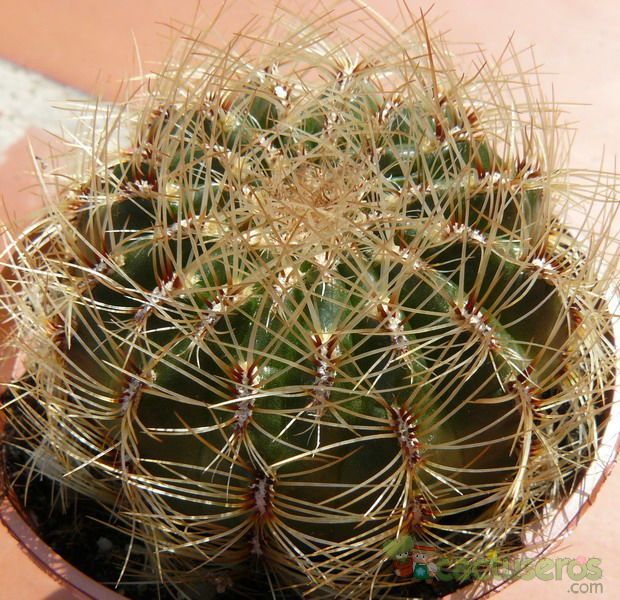 A photo of Oroya peruviana