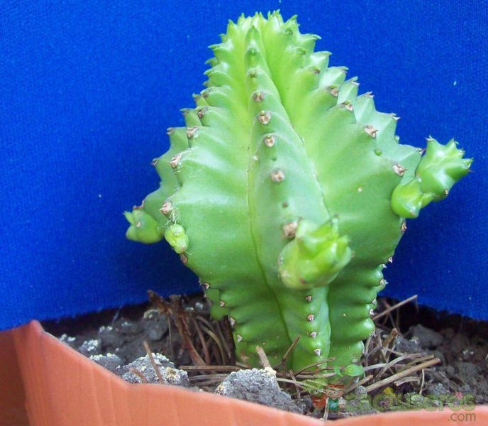 A photo of Euphorbia heptagona