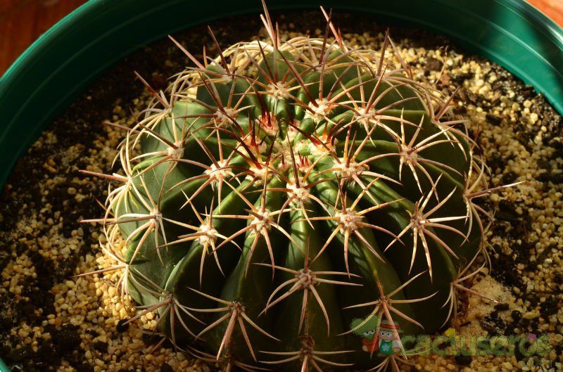 A photo of Melocactus braunii
