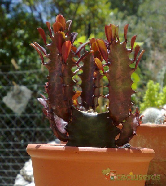 A photo of Euphorbia trigona var. rubra
