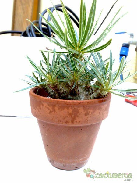 Una foto de Pachypodium rosulatum subsp. gracilius