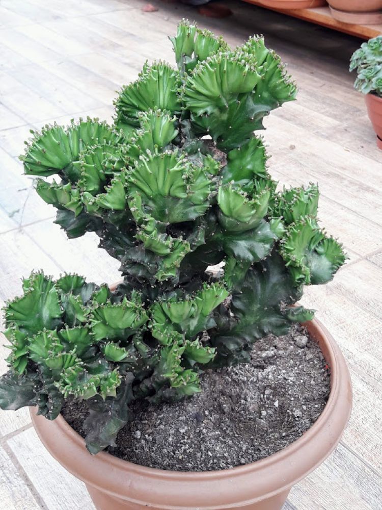 A photo of Euphorbia lactea fma. crestada