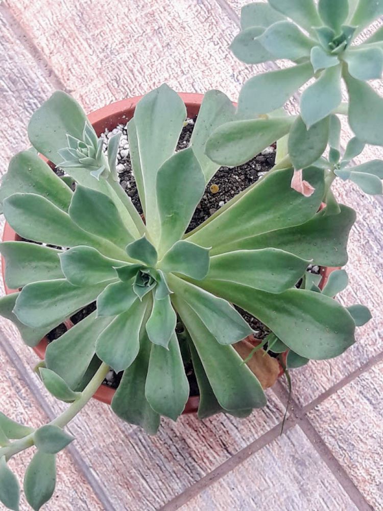 Una foto de Echeveria stolonifera