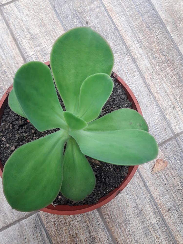 Una foto de Echeveria pallida