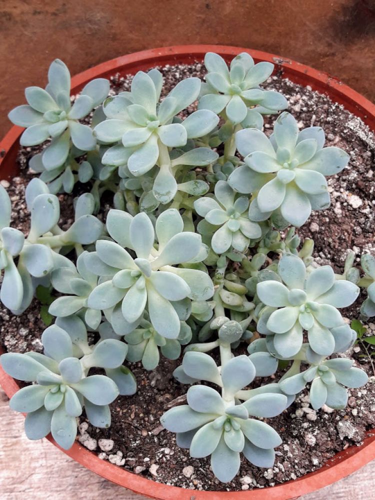 Foto de un cactus que se está identificando actualmente