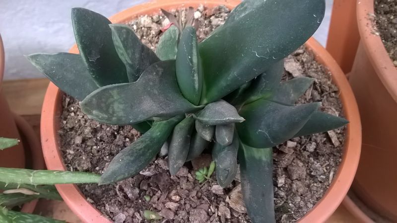 A photo of Gasteria pseudonigricans  