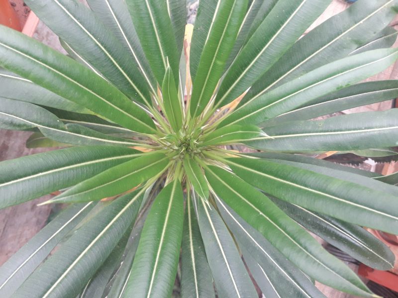 A photo of Pachypodium lamerei