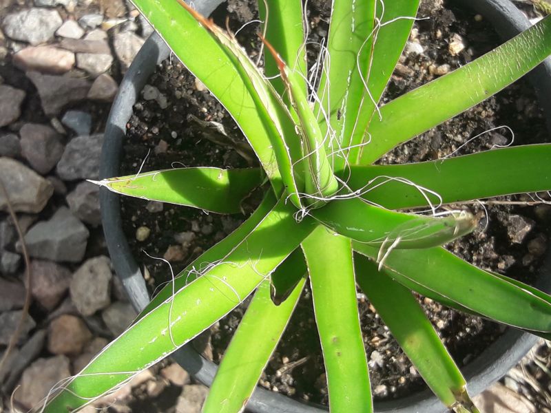 A photo of Agave schidigera