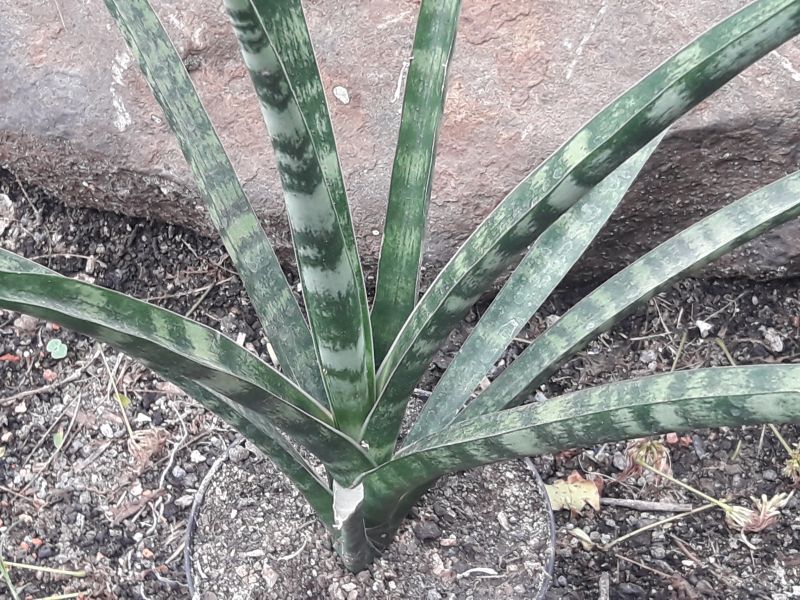 Foto de un cactus que se está identificando actualmente