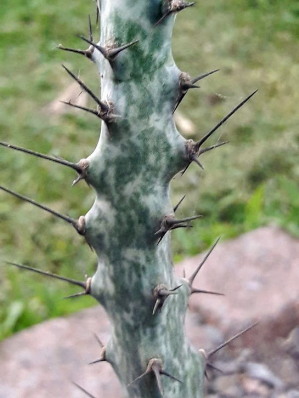Una foto de Cereus spegazzinii