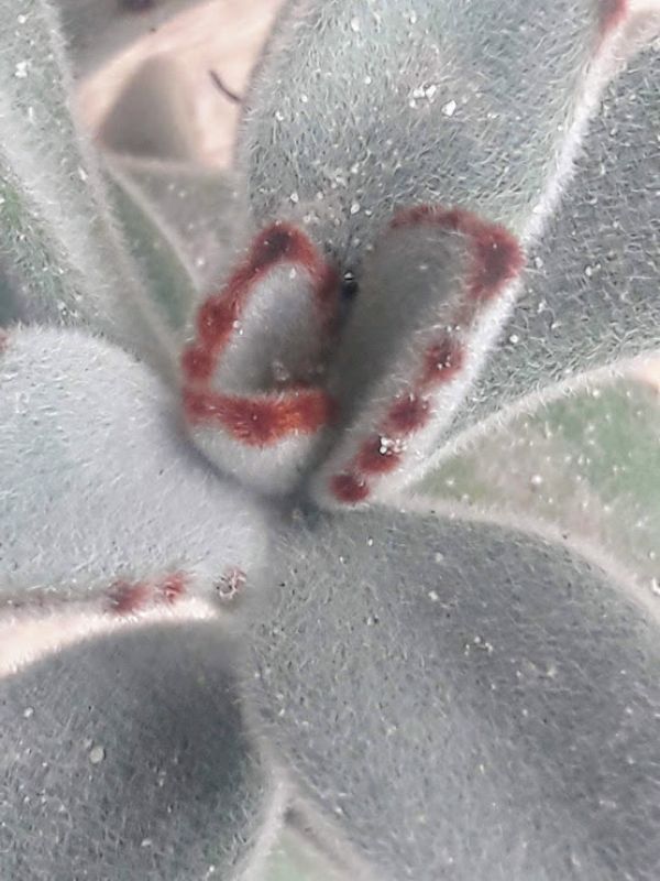Una foto de Kalanchoe tomentosa