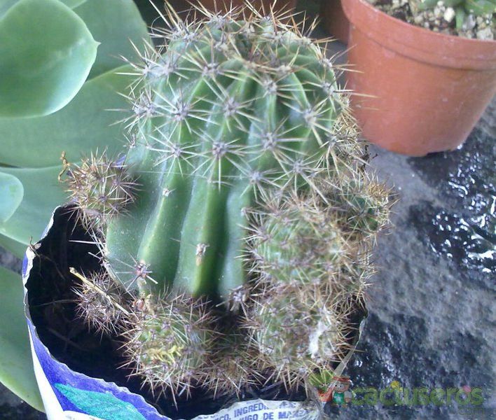 A photo of Echinopsis hertrichiana