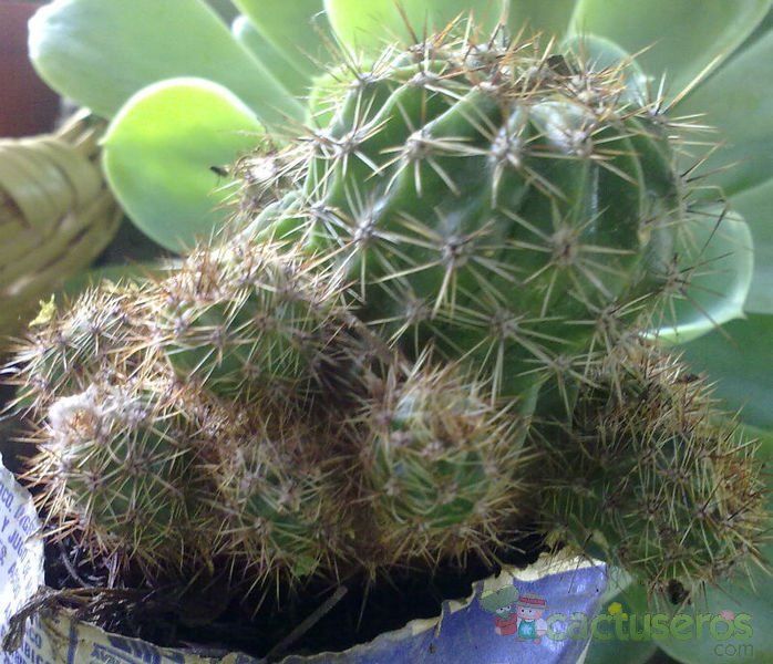 A photo of Echinopsis hertrichiana
