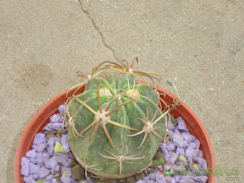 Una foto de Ferocactus cylindraceus subsp. eastwoodiae