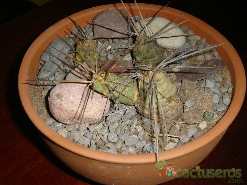 Una foto de Tephrocactus aoracanthus