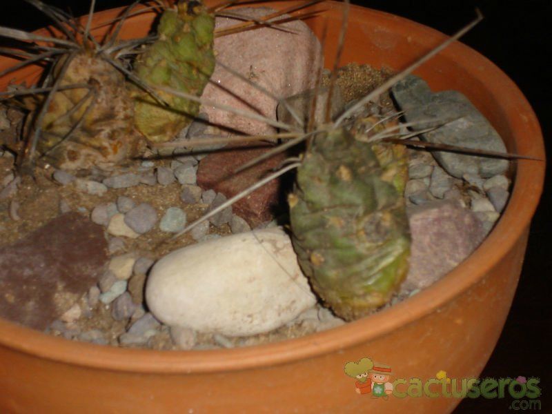 Una foto de Tephrocactus aoracanthus