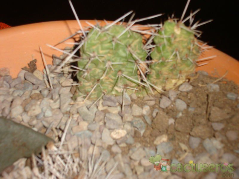 Una foto de Opuntia sulphurea
